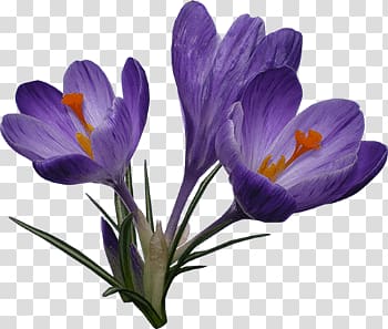 three purple flowers, Crocus Trio transparent background PNG clipart