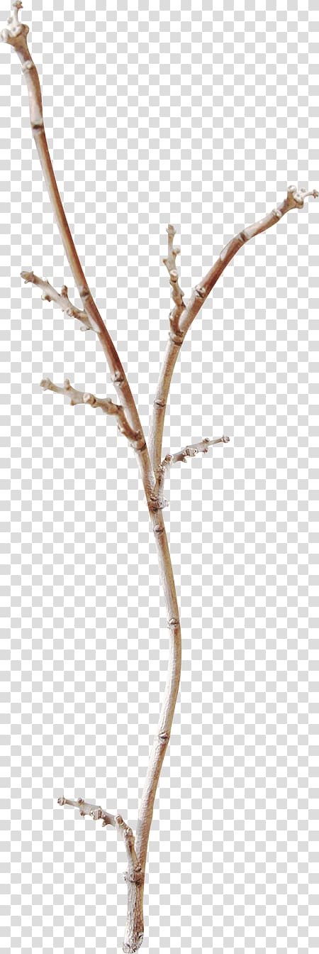 Twig Branch, Winter branches transparent background PNG clipart