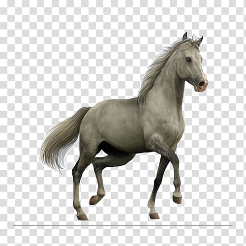 Horse Roan , Whitehorse transparent background PNG clipart