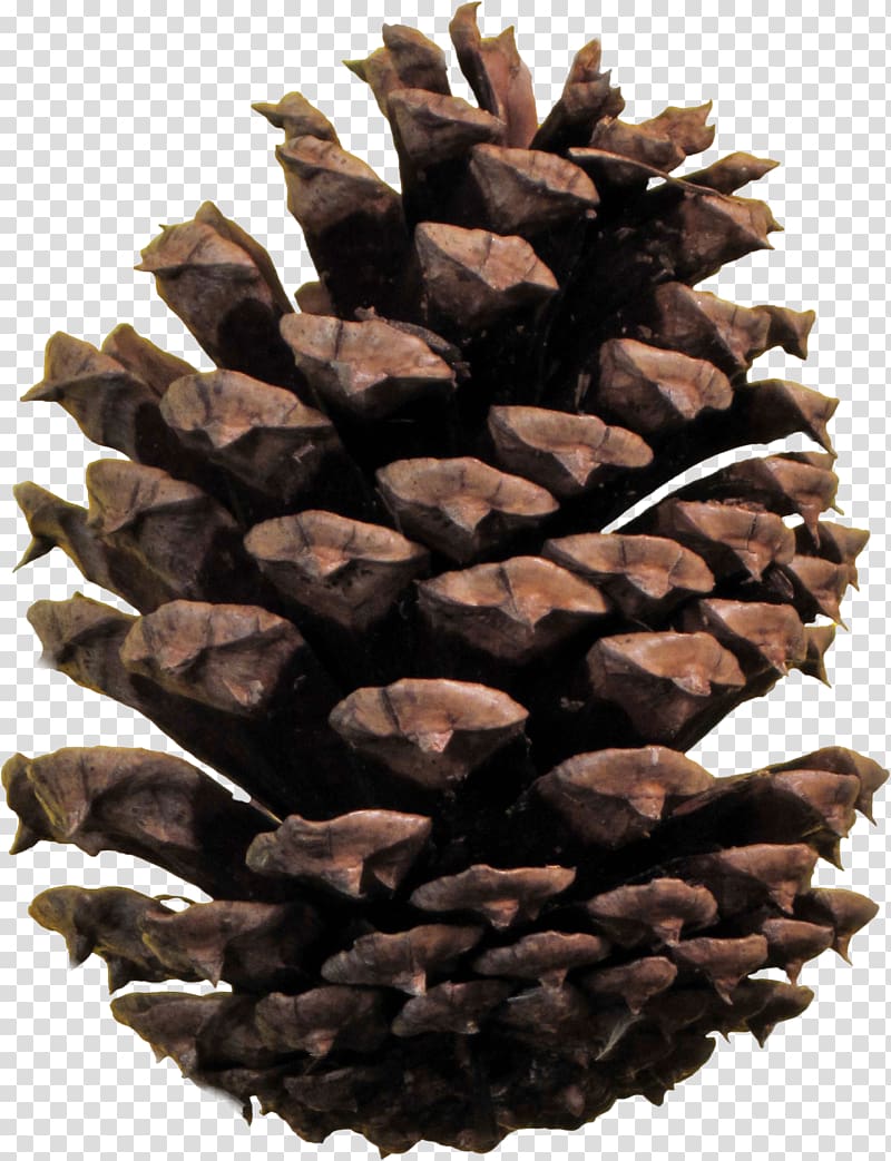 Pine cone transparent background PNG clipart