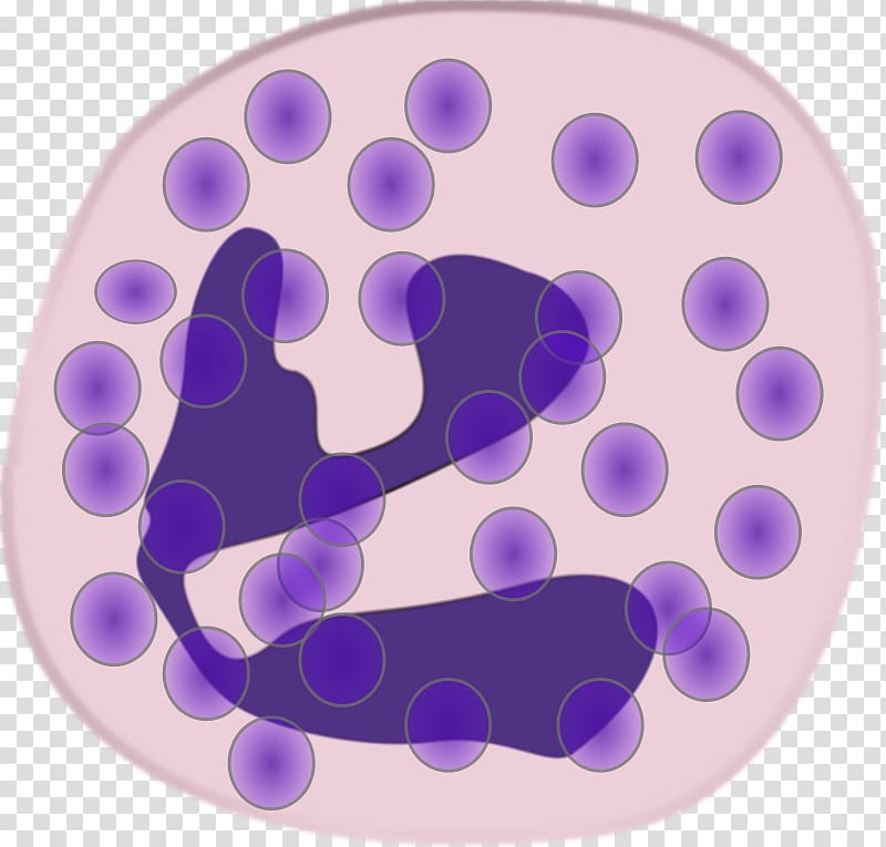 Neutrophil White blood cell Granulocyte Monocyte, others transparent background PNG clipart
