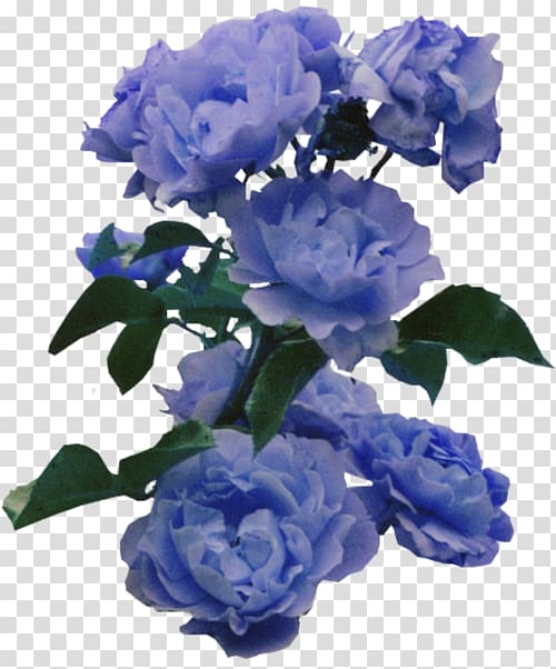 Flower Blue Rose Color, blue flower transparent background PNG clipart