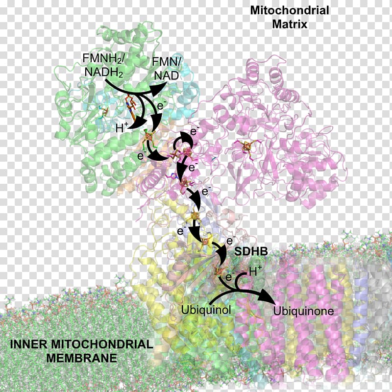 NADH:ubiquinone oxidoreductase Succinate dehydrogenase Nicotinamide adenine dinucleotide Arnas katea, others transparent background PNG clipart