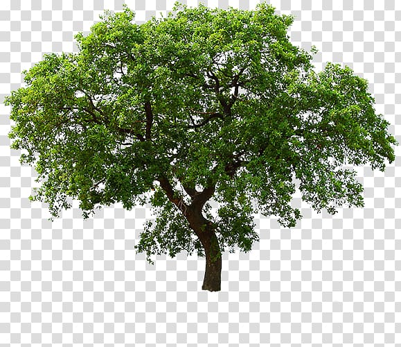 Tree , tree layer transparent background PNG clipart