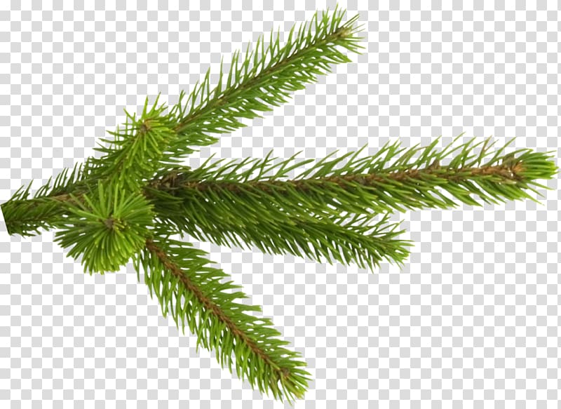 Fir Spruce Pine Branch Tree, TWIG transparent background PNG clipart