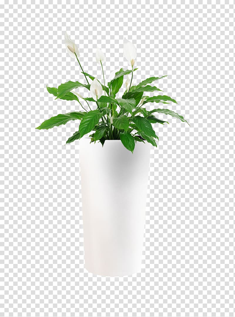 peace lily plant in white planter, Houseplant Flower Spathiphyllum wallisii Indoor air quality, flower pot transparent background PNG clipart