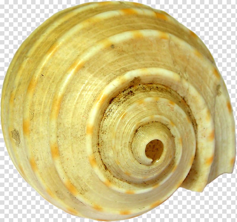 Sea snail Conchology Veneroida, Snail transparent background PNG clipart