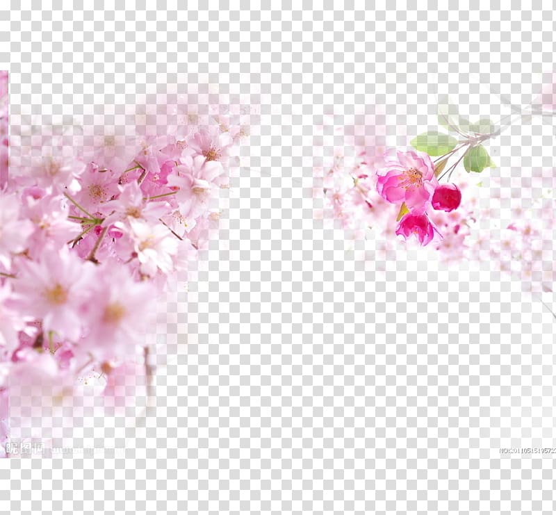 National Cherry Blossom Festival Pink, Cherry blossoms transparent background PNG clipart