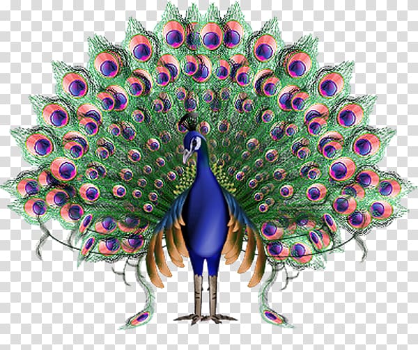 peacock illustration, Krishna Animation Peafowl, Peacock transparent background PNG clipart