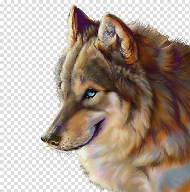 Black wolf Indian wolf Blingee Arctic wolf, others transparent background PNG clipart