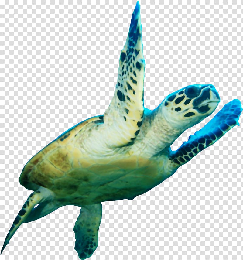 Free download | Green turtle, Loggerhead sea turtle Icon, Sea turtle ...