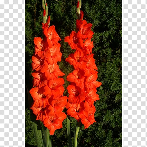 Gladiolus Tuberose Iridaceae Flower Plant, gladiolus transparent background PNG clipart