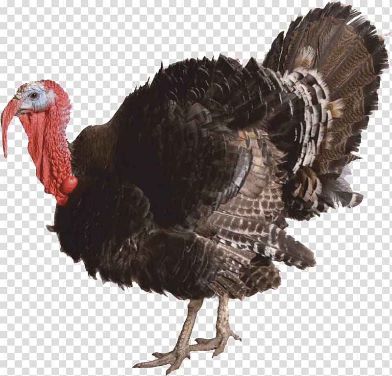 Domesticated turkey Portable Network Graphics Turkey meat , male turkey chicks transparent background PNG clipart
