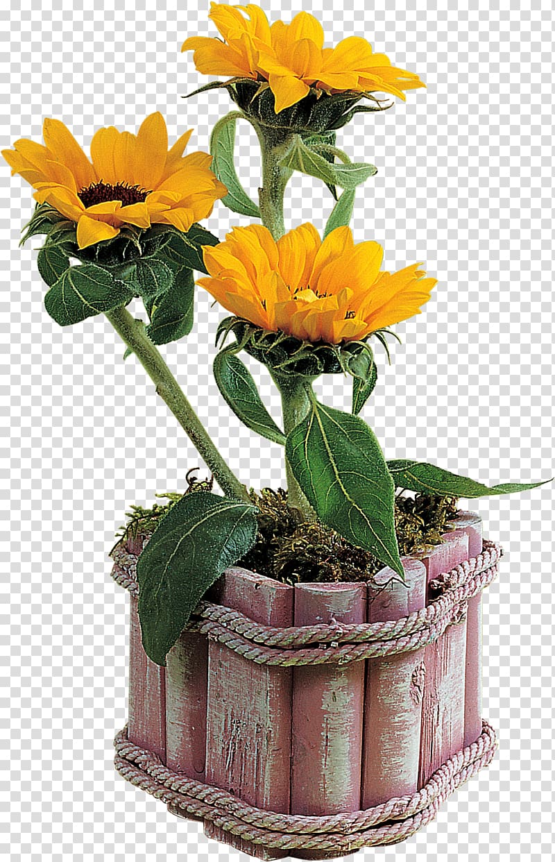 Flowerpot Vase , potted plants transparent background PNG clipart