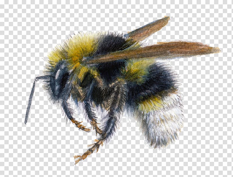 Insect Honey bee Bombus bohemicus Psithyrus Bombus vestalis, BUMBLEBEE transparent background PNG clipart