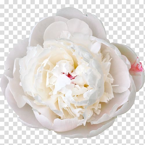 Peony White Flower Color , peony transparent background PNG clipart