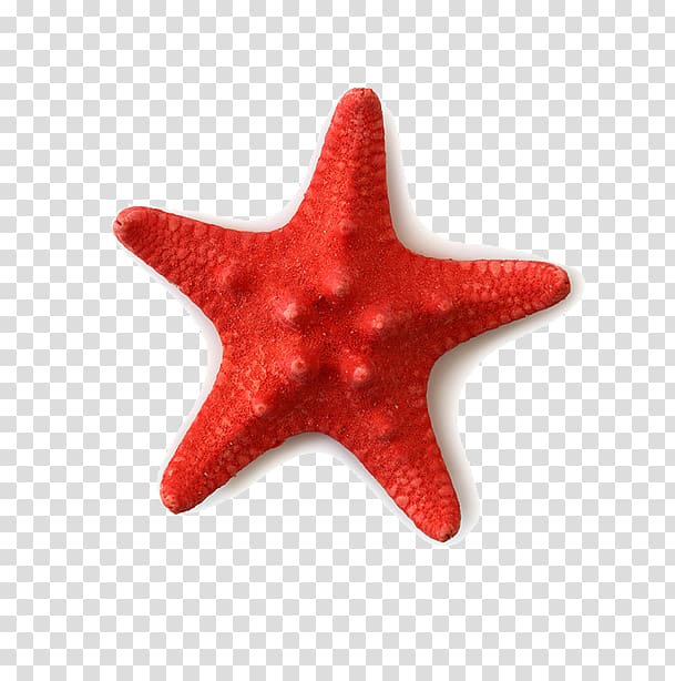 red starfish transparent background PNG clipart