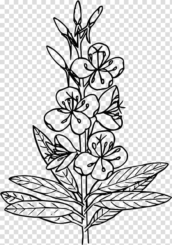 Drawing Coloring book Black and white , fireweed transparent background PNG clipart