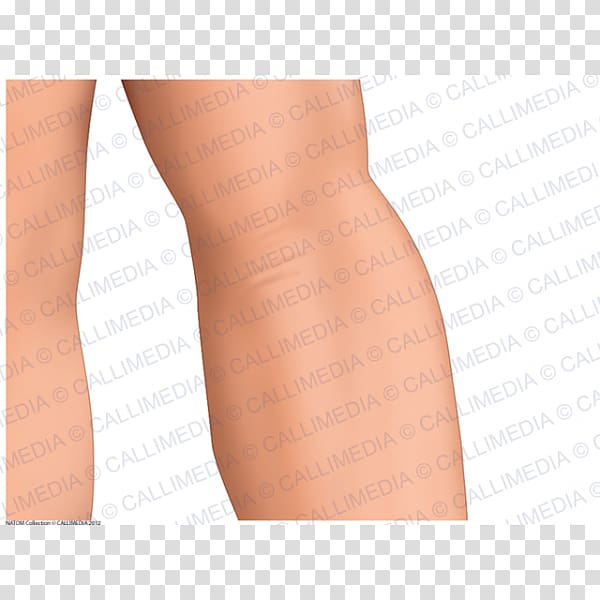 Thigh Elbow Anatomy Upper limb Skin, hand transparent background PNG clipart