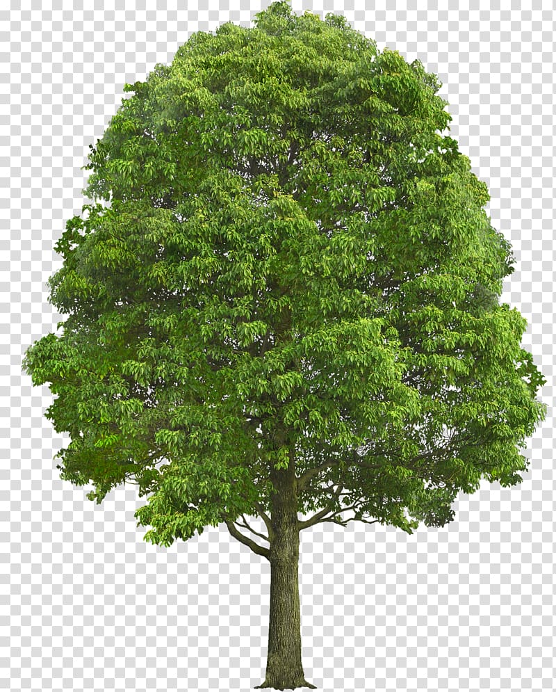 Tree Oak Shrub Plant , tree transparent background PNG clipart