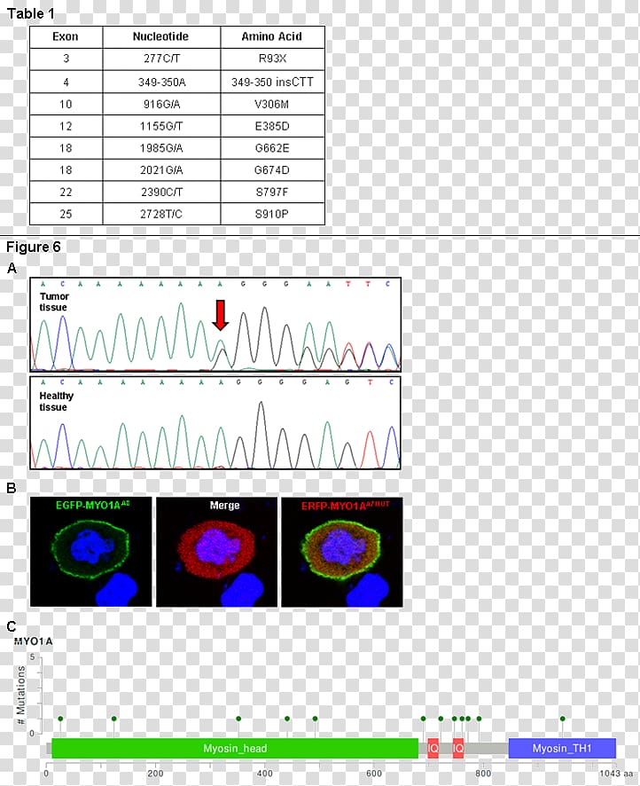 MYO1A Frameshift mutation Myosin Gene, profit risk loss transparent background PNG clipart