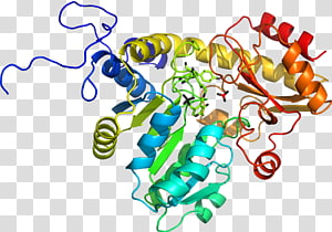 Line Point Organism , line transparent background PNG clipart thumbnail