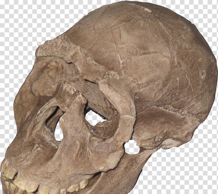 Neanderthal Skull Homo sapiens Primate Archaic humans, skull transparent background PNG clipart