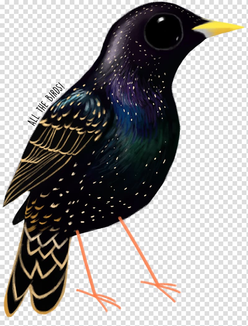 Common starling Fauna Beak Feather, feather transparent background PNG clipart