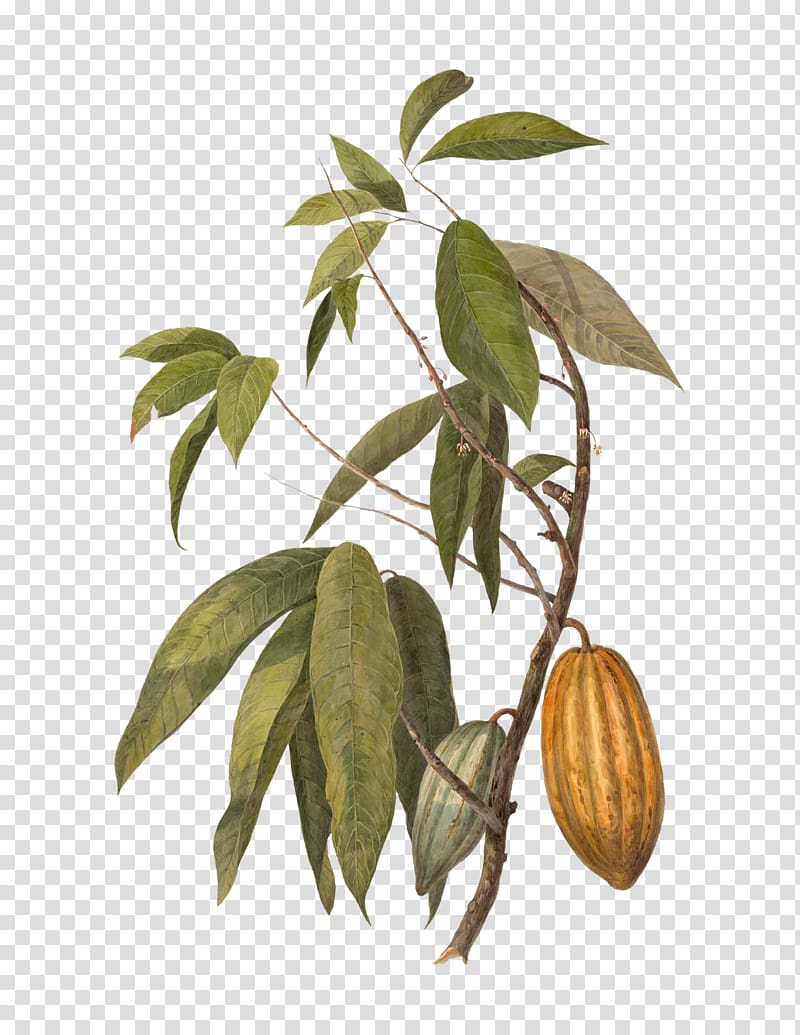 Cocoa bean Cocoa butter Cacao tree Food Chocolate, chocolate transparent background PNG clipart
