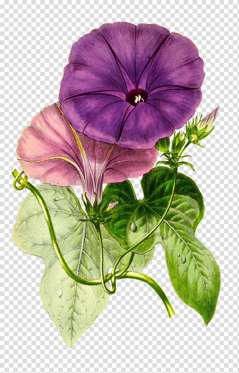Flower Floral design Passiflora vitifolia, pansy transparent background PNG clipart