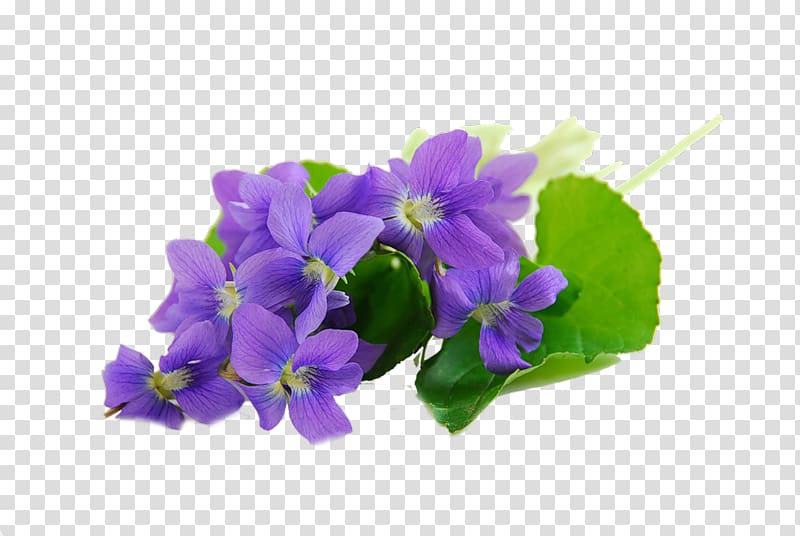 Sweet violet African violets Parma violet , others transparent background PNG clipart