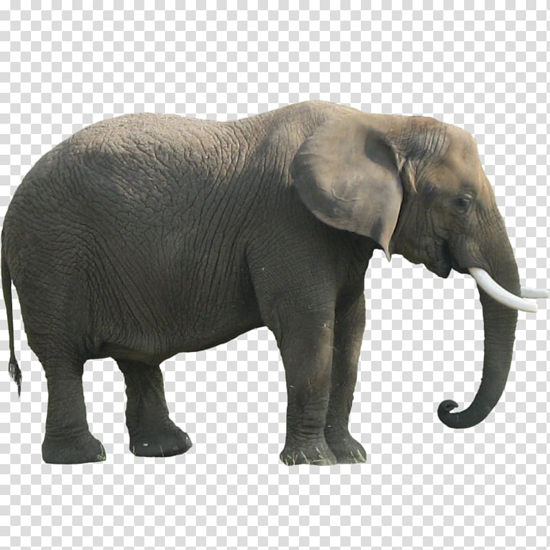 gray elephant, Indian elephant African forest elephant, Elephant transparent background PNG clipart