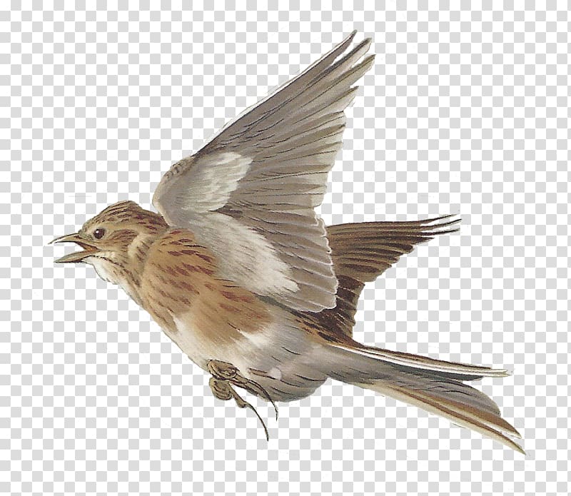 Bird Lark House Sparrow , bird watercolor transparent background PNG clipart