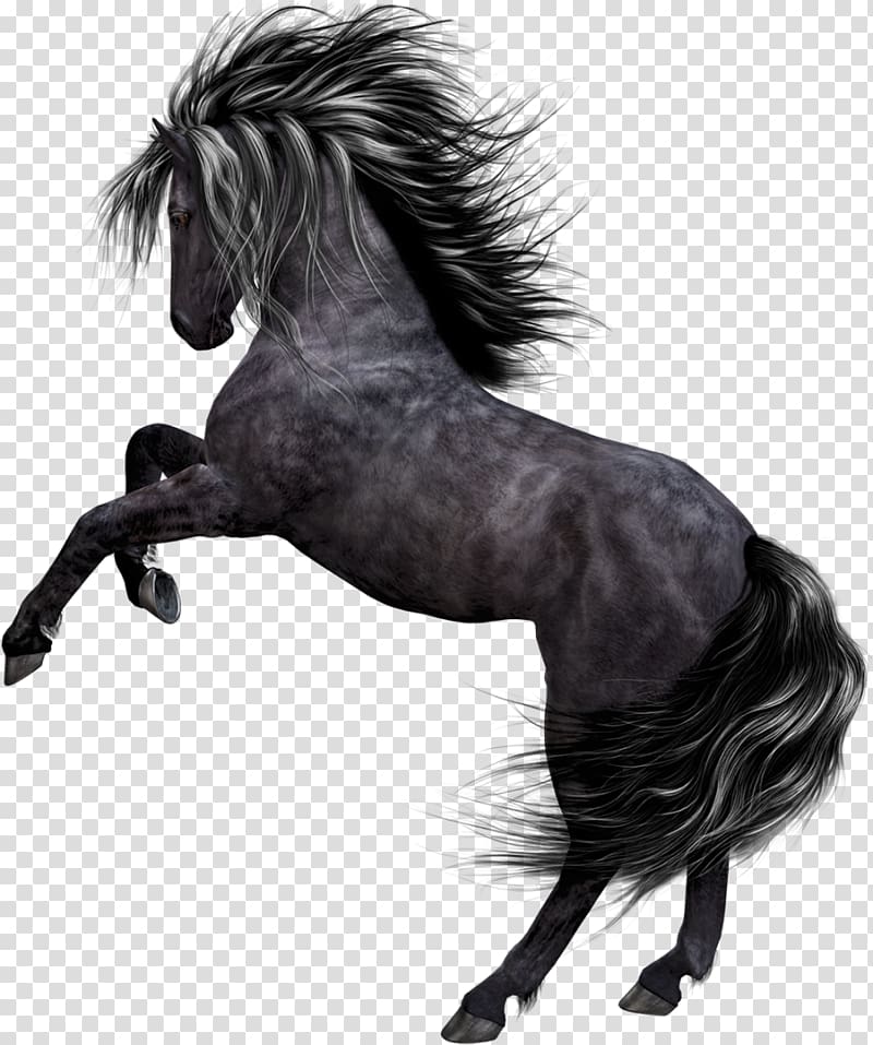 Akhal-Teke Mustang Arabian horse Stallion Pony, mustang transparent background PNG clipart