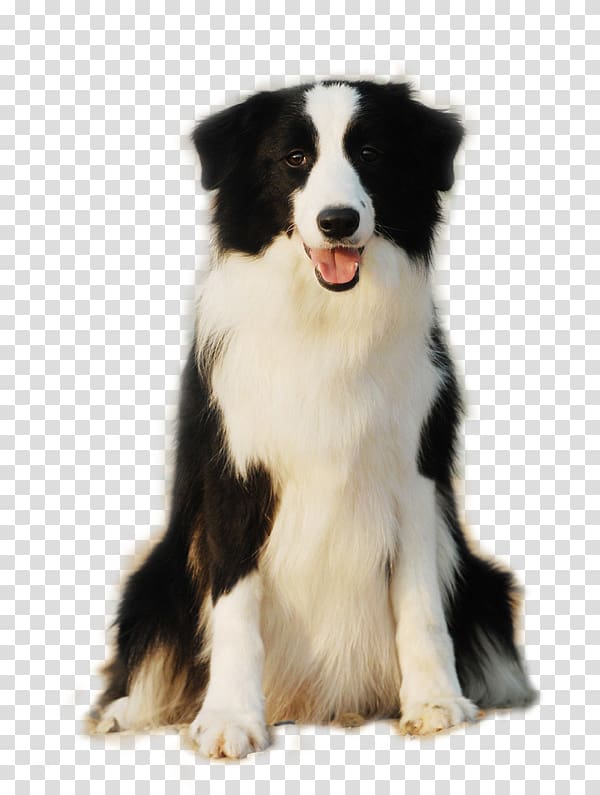 Border Collie Pomeranian Scotch Collie Rough Collie Puppy, Cute side of the dog is sitting smiling face transparent background PNG clipart