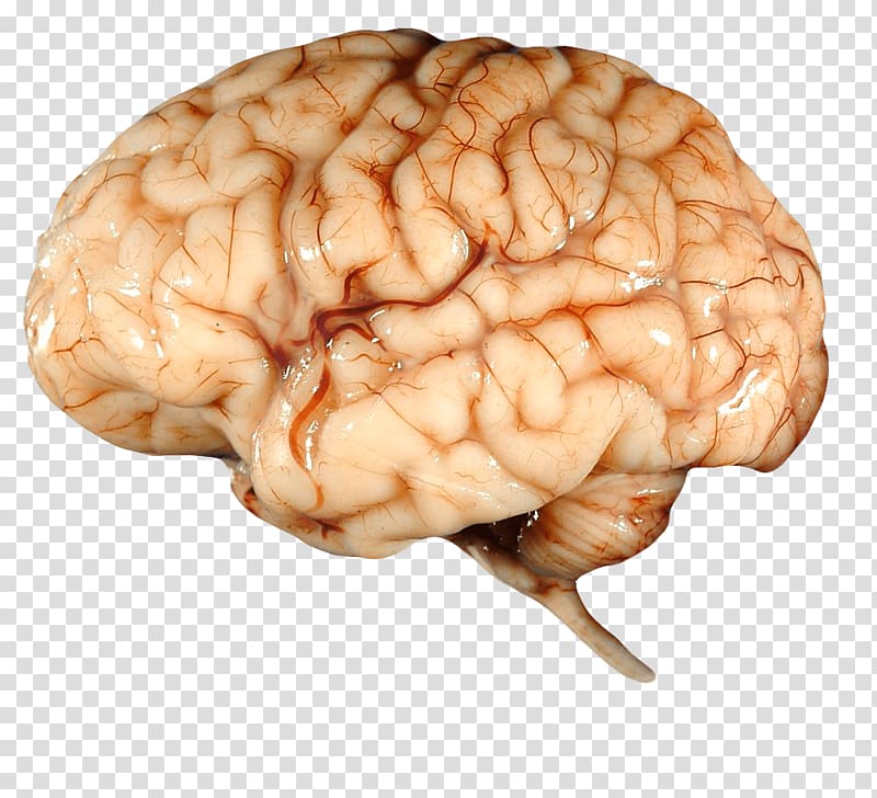 How Your Brain Works Desktop , real transparent background PNG clipart