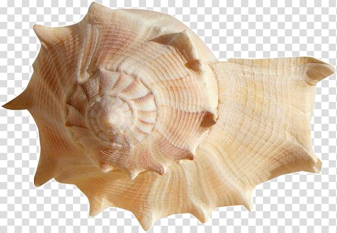 Seashell Desktop Portable Network Graphics Cockle, seashell transparent background PNG clipart