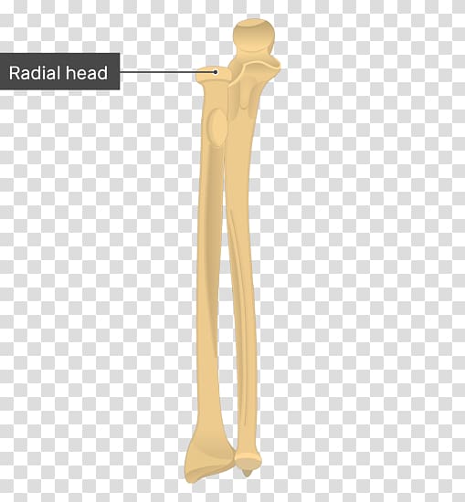 Ulna Radius Bone Anatomy Radial tuberosity, arm transparent background PNG clipart