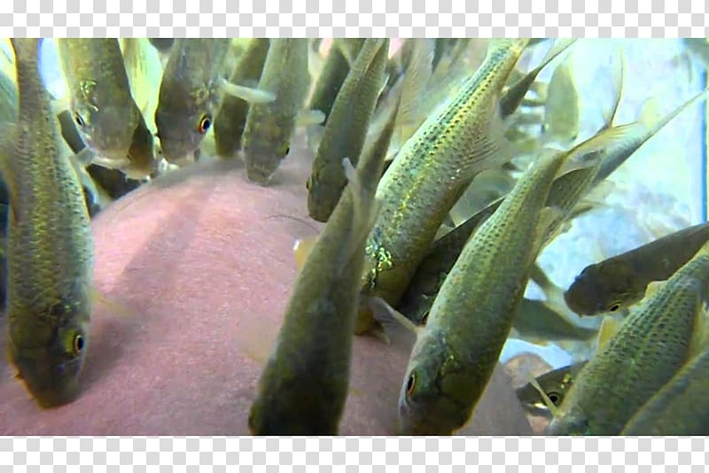 Doctor fish Aquarium Fishkeeping Icarus Builders & Developers Pvt. Ltd., fish transparent background PNG clipart