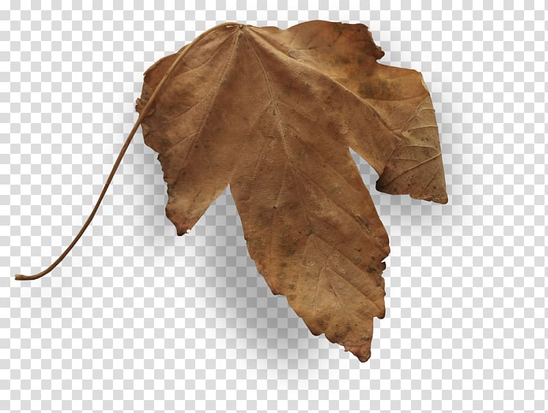 Autumn Leaves Leaf, falling leaves transparent background PNG clipart