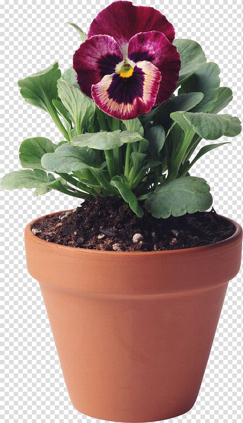 Flowerpot , bouquet of flowers psd material,a pot of flower,pansy transparent background PNG clipart