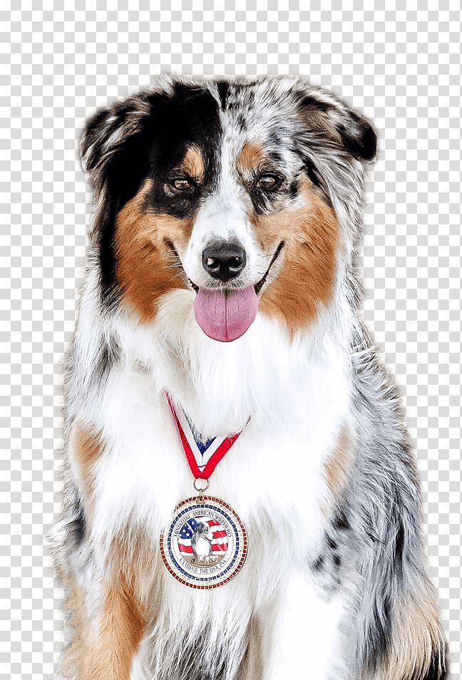 Dog breed Australian Shepherd Miniature American Shepherd German Shepherd Border Collie, puppy transparent background PNG clipart