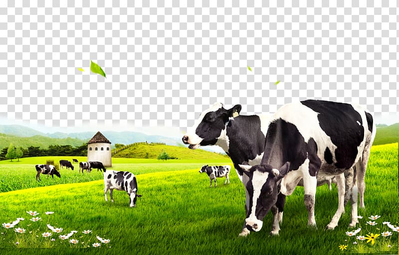 Dairy cattle, Cow pasture, black-and-white dairy cows transparent background PNG clipart