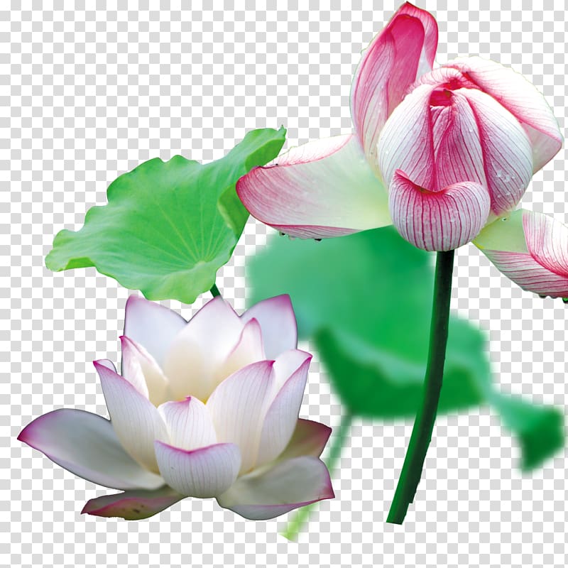 Nelumbo nucifera Cut flowers Bud Plant stem Annual plant, Lotus in full bloom transparent background PNG clipart