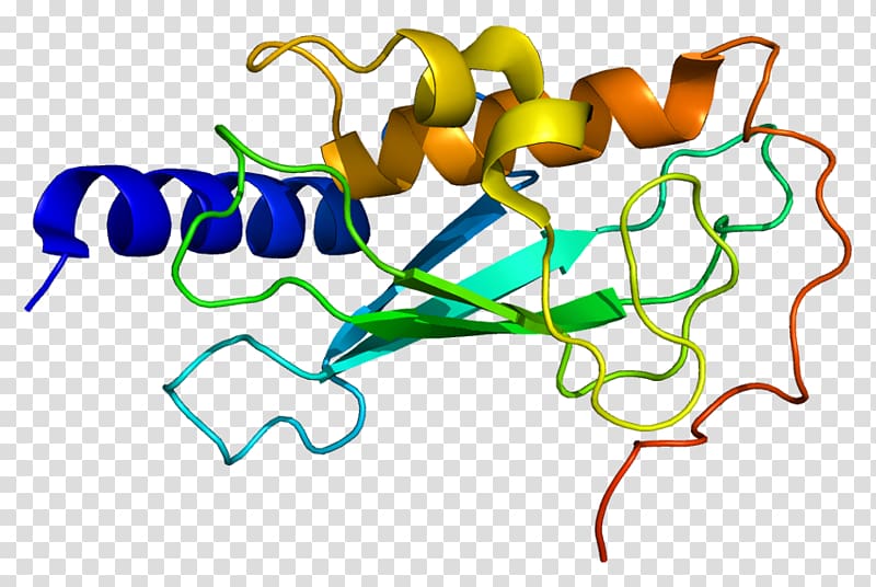 UBE2V1 Ubiquitin-conjugating enzyme Protein Data Bank Ubiquitin ligase, others transparent background PNG clipart