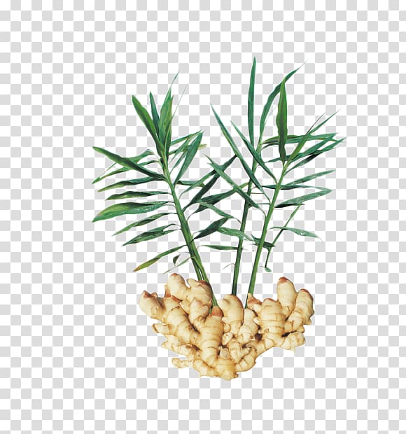 Chinese herbology Ginger Traditional Chinese medicine Crude drug, Leafy fresh ginger transparent background PNG clipart