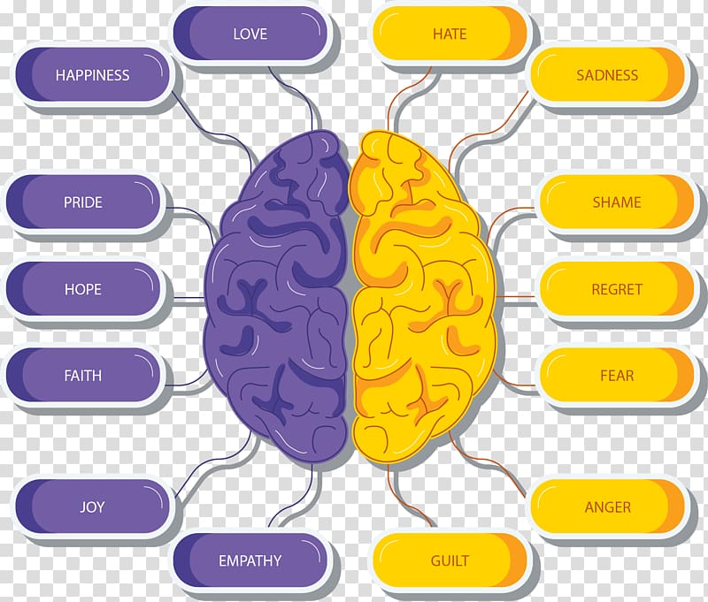 Lateralization of brain function Goruh, Kerman Agy Research, hand-painted brain development transparent background PNG clipart