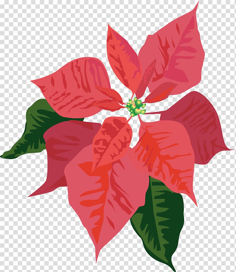 Christmas Poinsettia Open Free content, northfield youth choirs transparent background PNG clipart