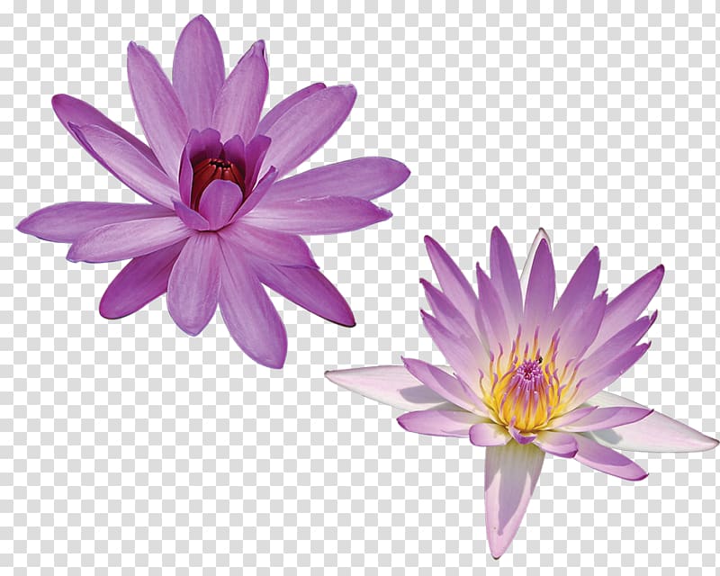 Nelumbo nucifera, Water Lilies transparent background PNG clipart