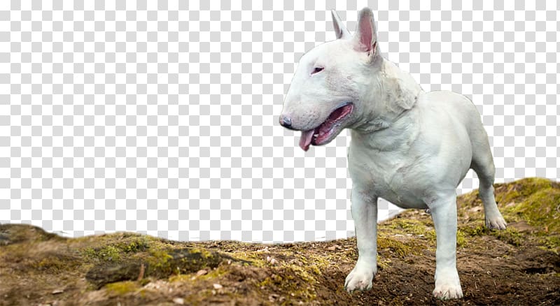 Bull Terrier (Miniature) Old English Terrier Berger Blanc Suisse White Shepherd, others transparent background PNG clipart